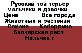 Русский той-терьер мальчики и девочки › Цена ­ 8 000 - Все города Животные и растения » Собаки   . Кабардино-Балкарская респ.,Нальчик г.